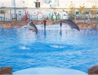 Dolphin World Hurghada
